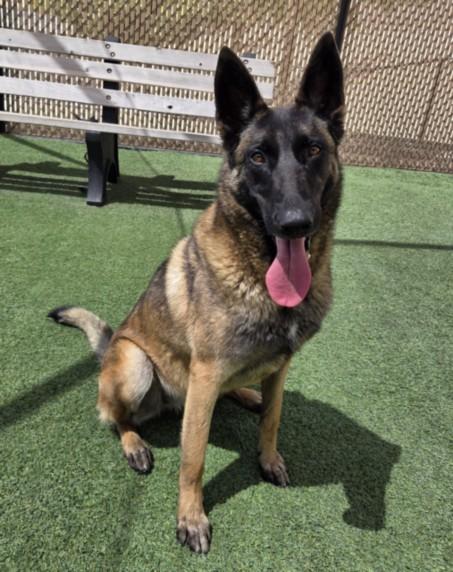 PATCH, Adoptable, Adult Female Belgian Shepherd / Malinois.