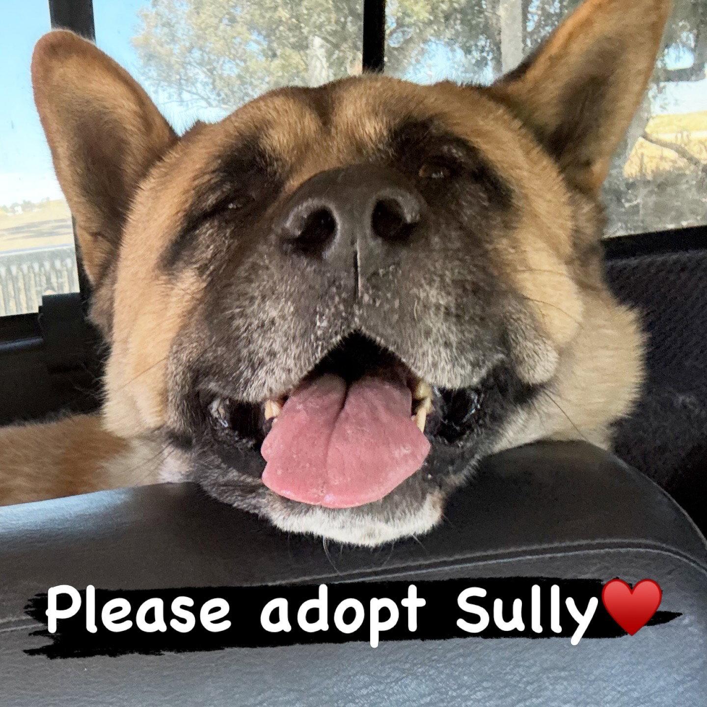 Sully, Adoptable, Adult Male Akita.