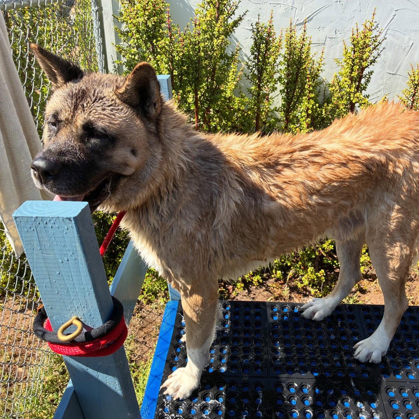 Sully, a Adoptable Akita in Romoland, CA image 2/3