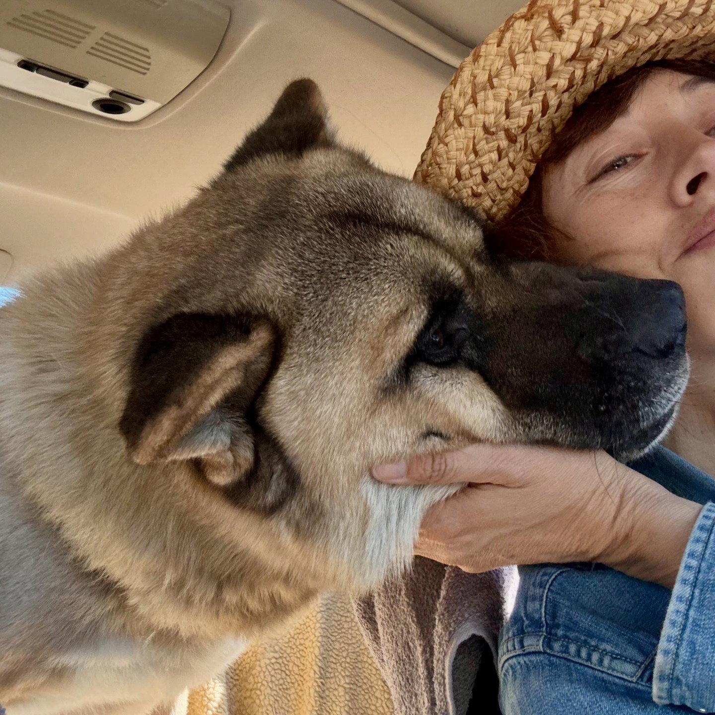 Sully, a Adoptable Akita in Romoland, CA image 3/3