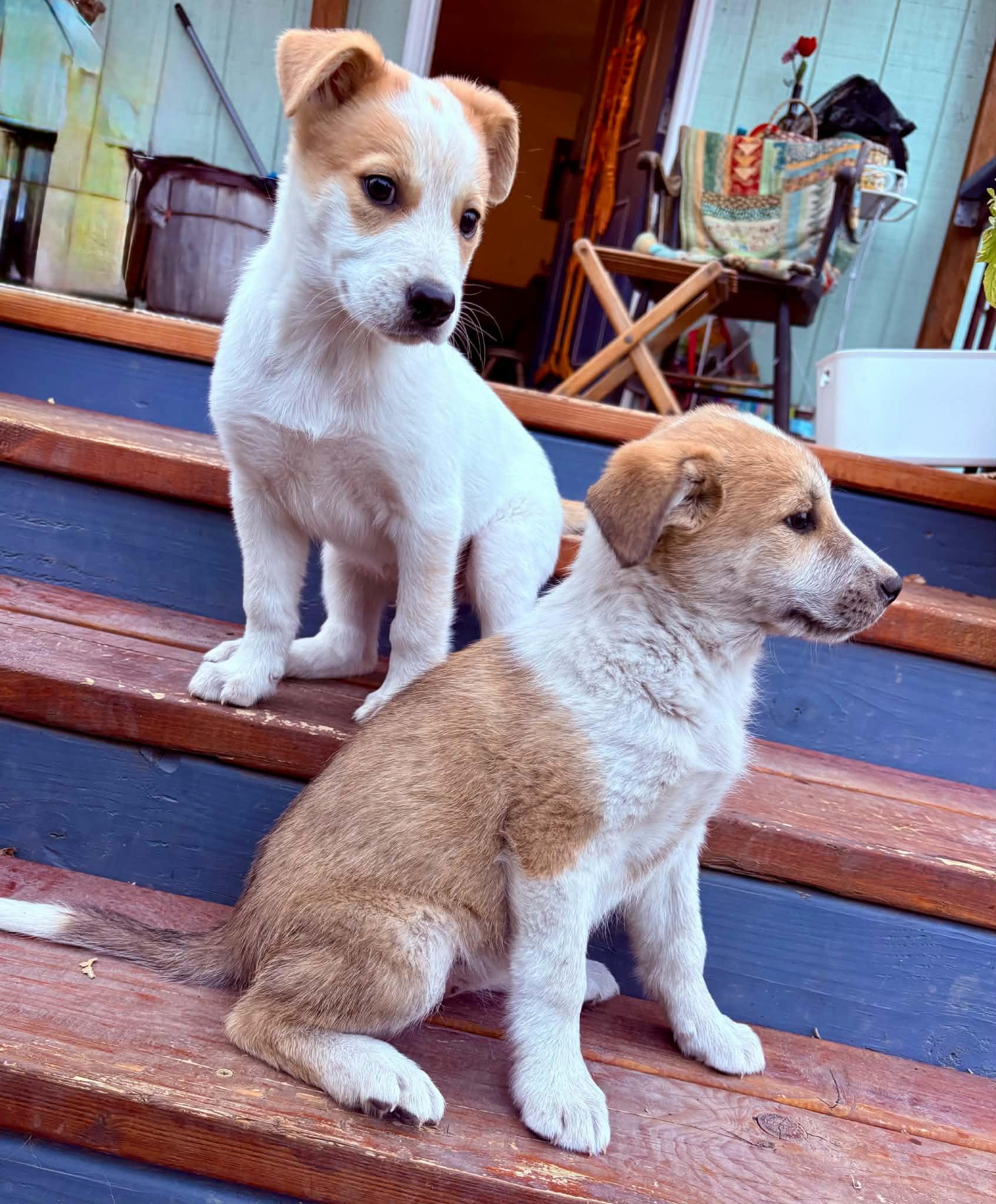 Willow, Adopted, Puppy Female Golden Retriever & Australian Cattle Dog / Blue Heeler.