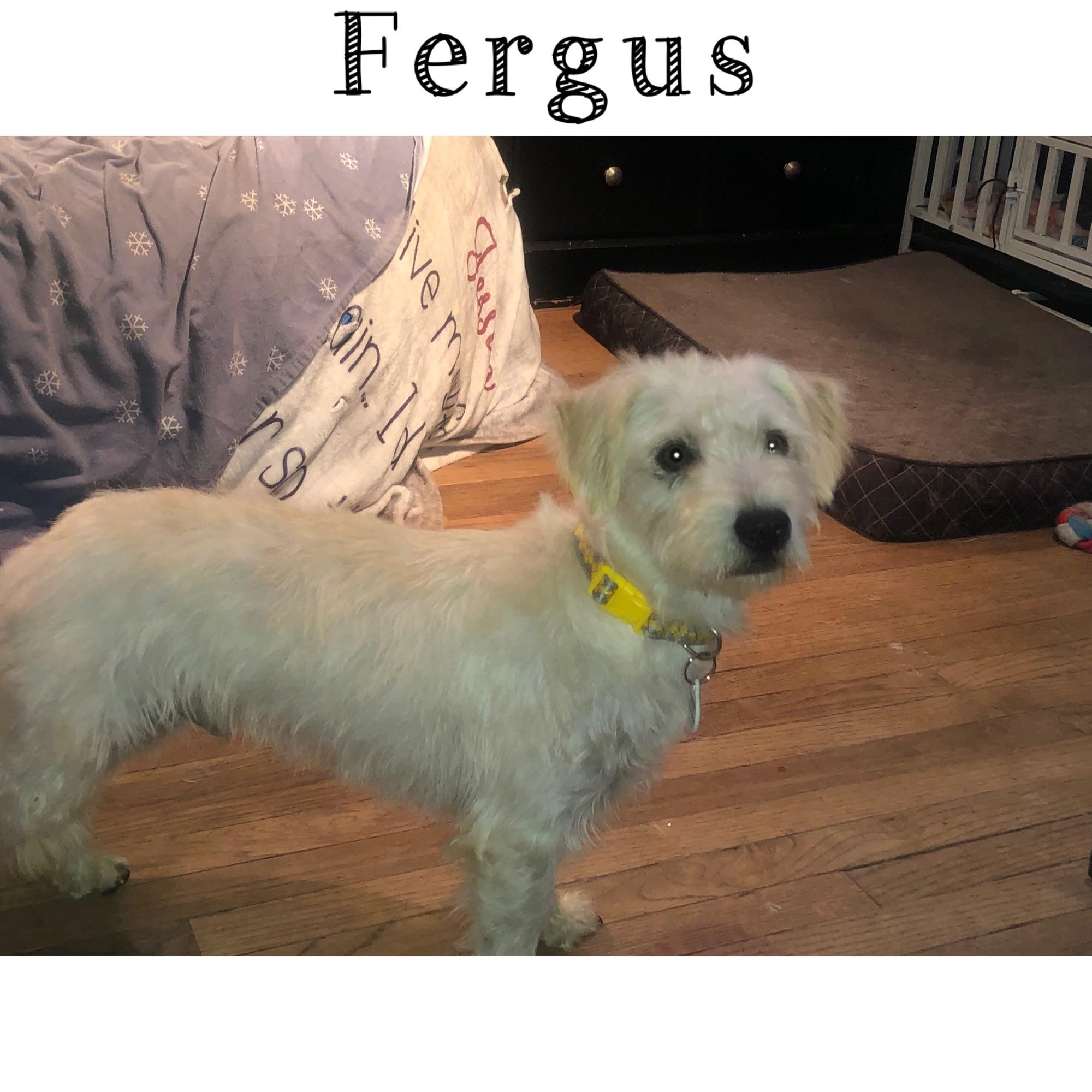 Fergus