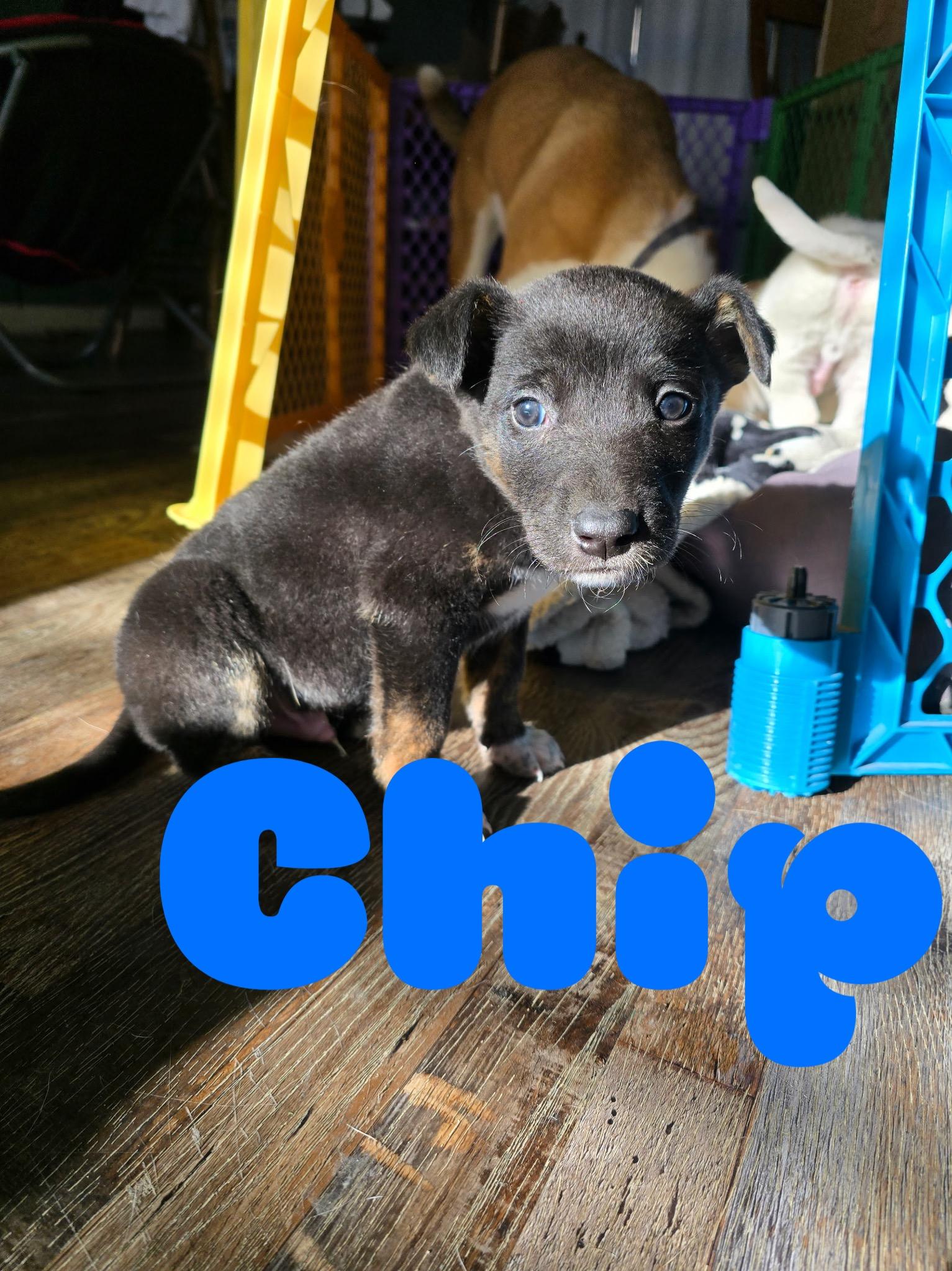 SweetTreats-Chip, a Adoptable mixed breed in Hardin, MT image 2/2
