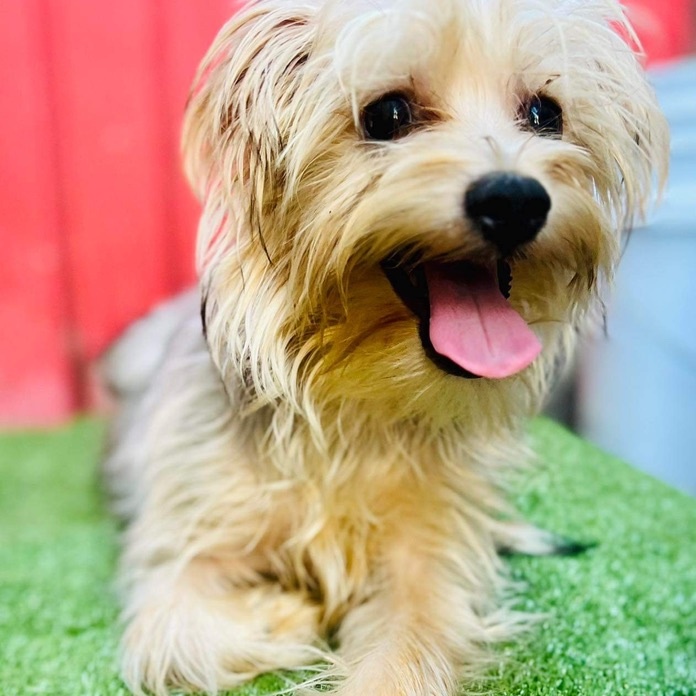Enlarge Marco, a Adoptable Yorkshire Terrier in Rancho Santa Fe, CA image 1/1