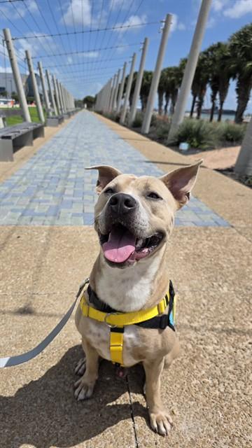 BOOMER, Adoptable, Young Male Pit Bull Terrier & Mixed Breed.