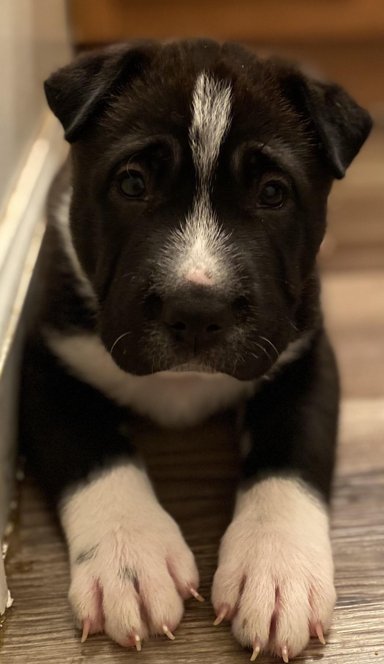 Hermoine! Sweet girl , ADOPTABLE, Puppy Female Shar-Pei.