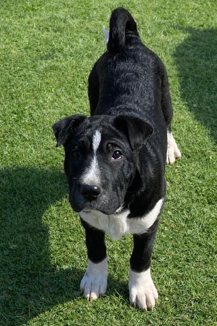 Enlarge Hermoine! Sweet girl , a ADOPTABLE mixed breed in RUSSIAVILLE, IN image 3/3