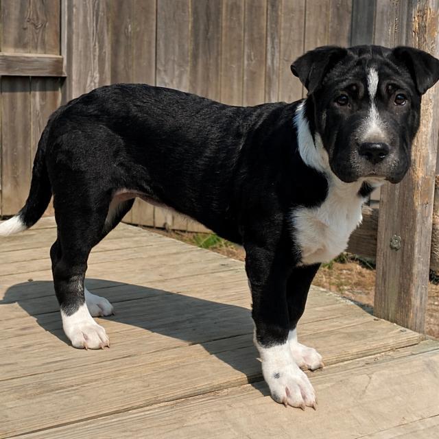 Enlarge Hermoine! Sweet girl , a ADOPTABLE mixed breed in RUSSIAVILLE, IN image 1/3
