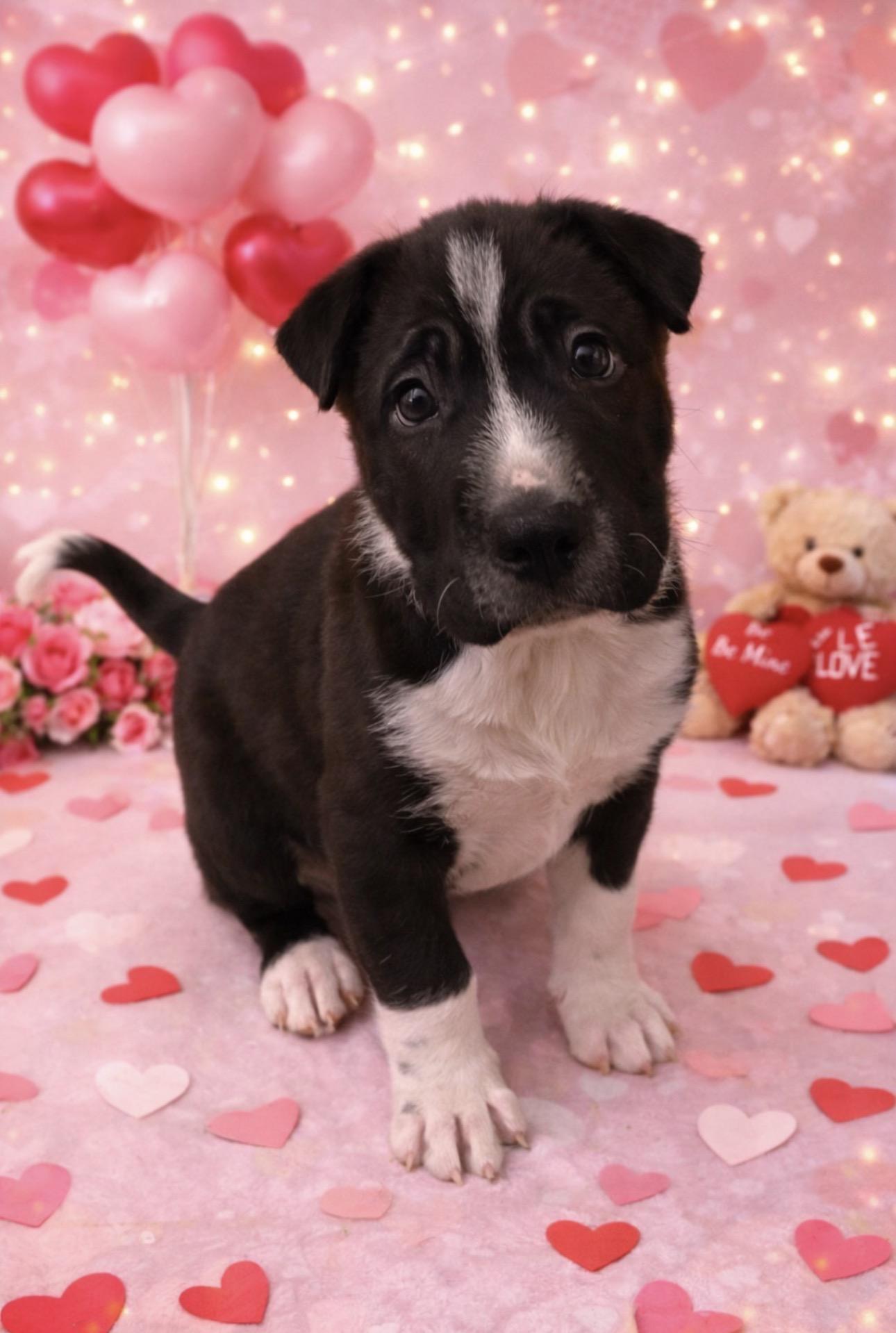 Hermoine! Sweet girl — thumbnail 2