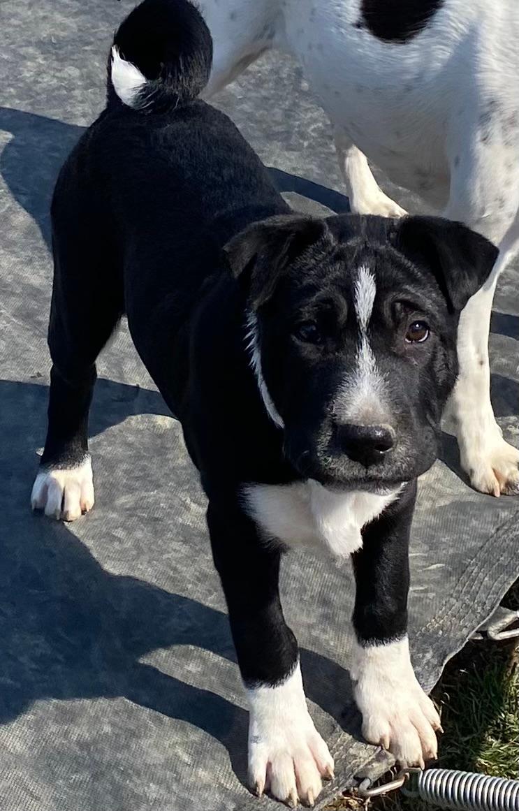 Enlarge Hermoine! Sweet girl , a ADOPTABLE mixed breed in RUSSIAVILLE, IN image 2/3