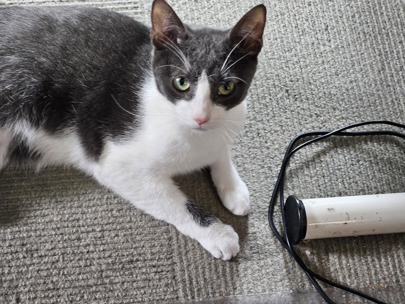 Bonnie aka Bonnie Blue Butler, a Adoptable Domestic Short Hair in Broomall, PA image 1/3