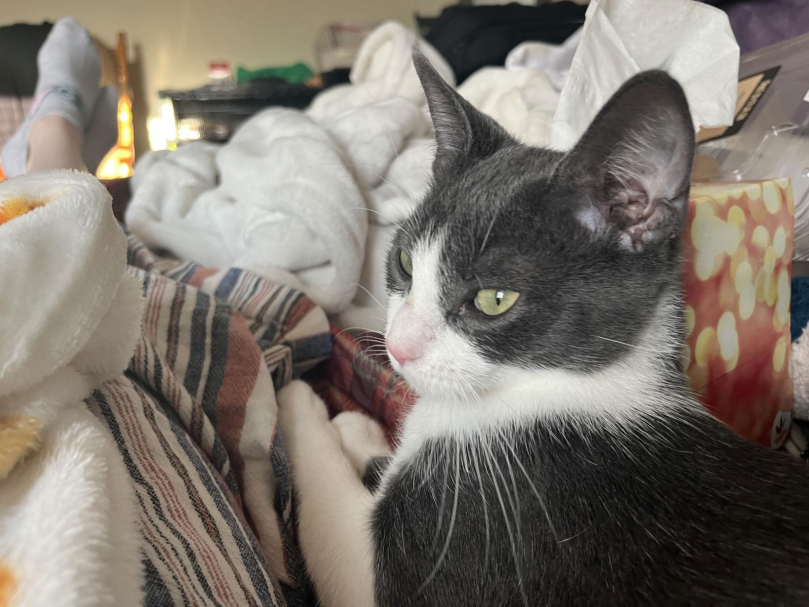 Bonnie aka Bonnie Blue Butler, a Adoptable Domestic Short Hair in Broomall, PA image 2/3