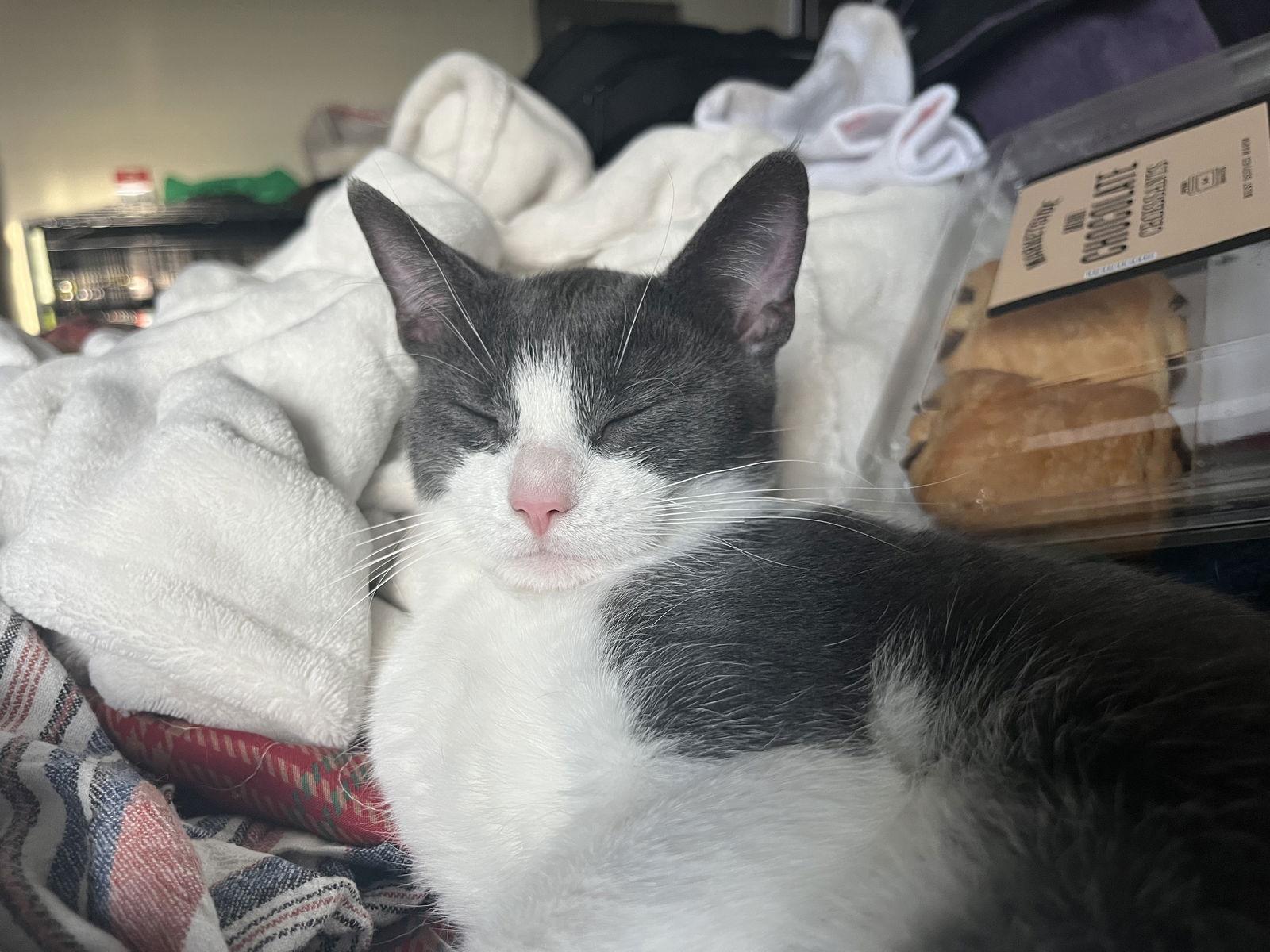 Bonnie aka Bonnie Blue Butler, a Adoptable Domestic Short Hair in Broomall, PA image 3/3