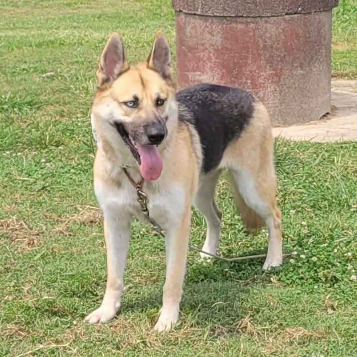 Miya, Adoptable, Adult Female German Shepherd Dog & Husky.