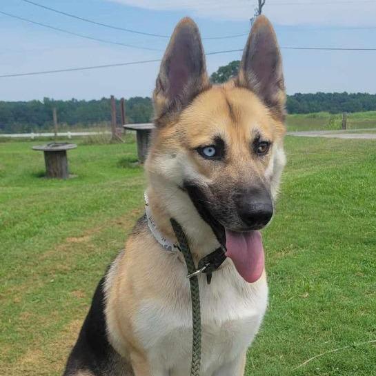 Enlarge Miya, a Adoptable mixed breed in Shelby, NC image 2/2