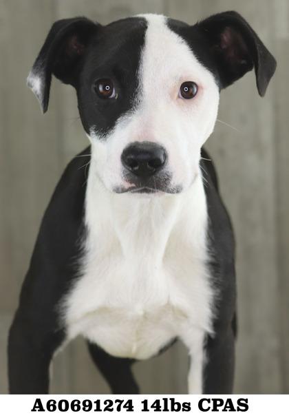 Delphine, Adoptable, Adult Female Terrier & Mixed Breed.