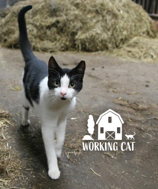 CRANE, Adoptable, Adult Male Domestic Short Hair.