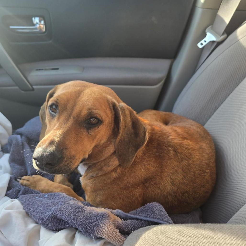 Enlarge Amelia, a Adoptable mixed breed in Sarasota, FL image 1/6