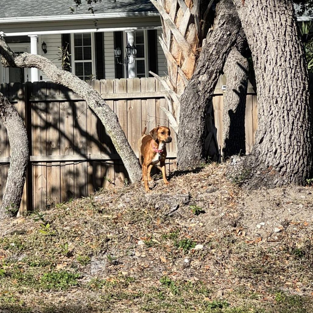 Enlarge Amelia, a Adoptable mixed breed in Sarasota, FL image 3/6