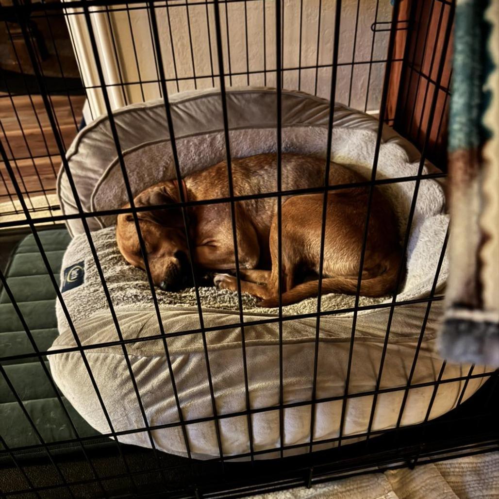 Enlarge Amelia, a Adoptable mixed breed in Sarasota, FL image 4/6