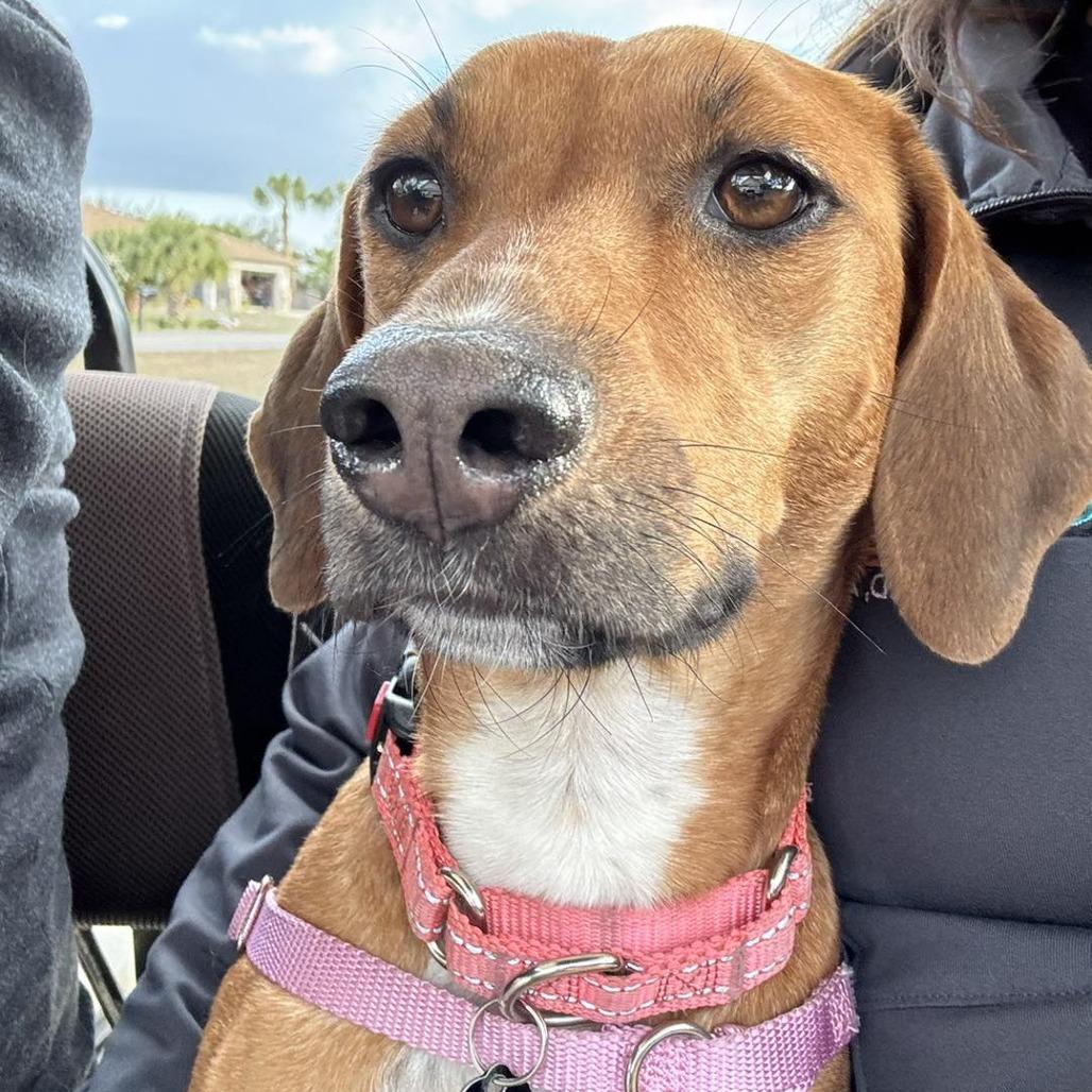 Enlarge Amelia, a Adoptable mixed breed in Sarasota, FL image 5/6