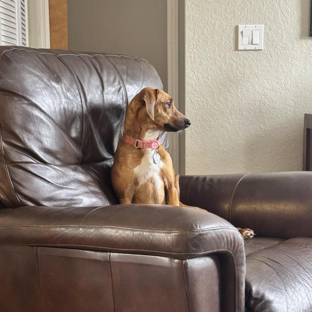 Enlarge Amelia, a Adoptable mixed breed in Sarasota, FL image 6/6