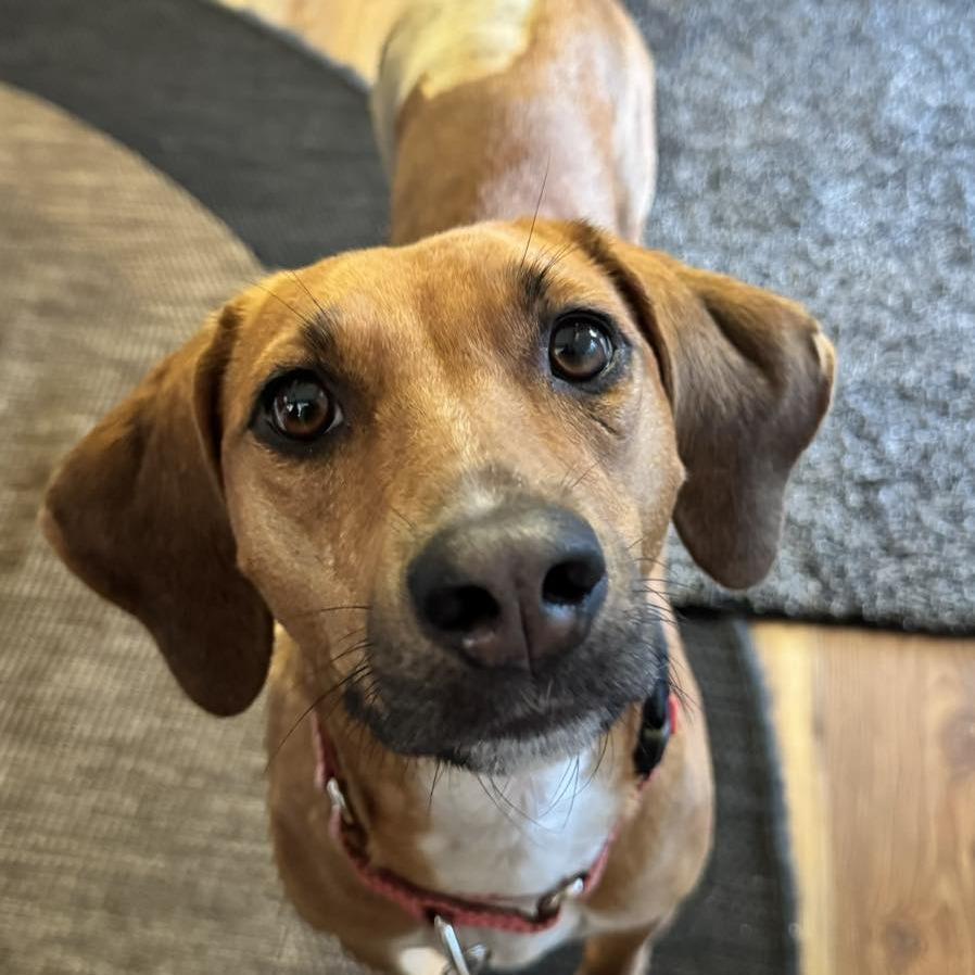 Enlarge Amelia, a Adoptable mixed breed in Sarasota, FL image 6/6