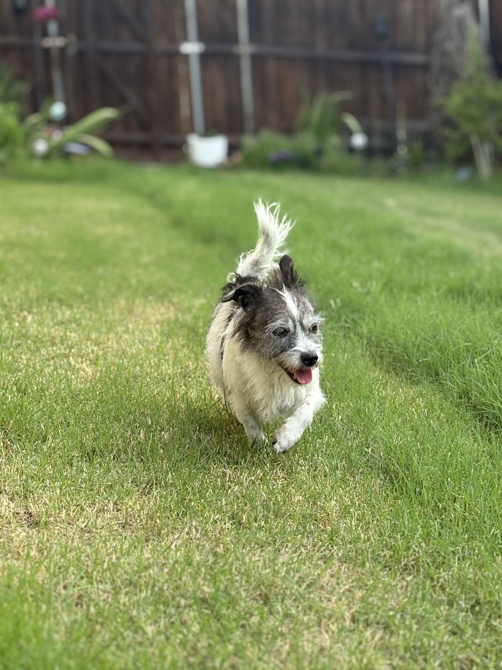 Bailey, Adopted, Adult Female Mixed Breed.