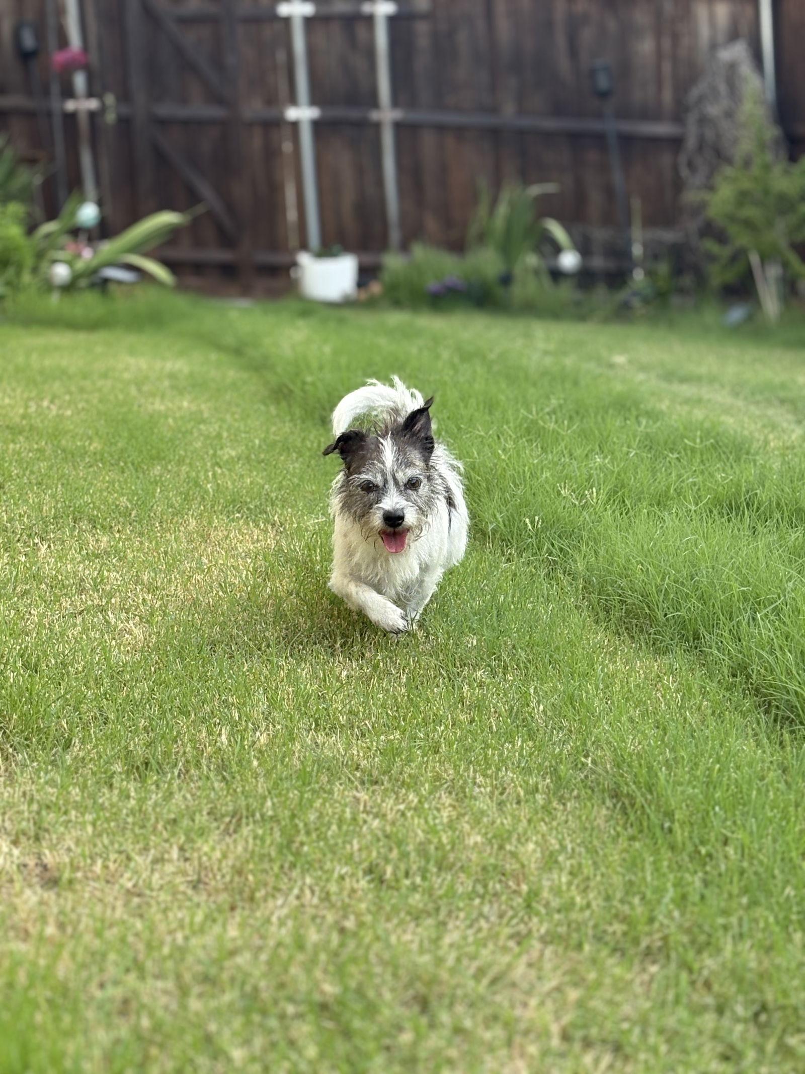 Enlarge Bailey, a Adopted Mixed Breed in Dallas, TX image 2/3
