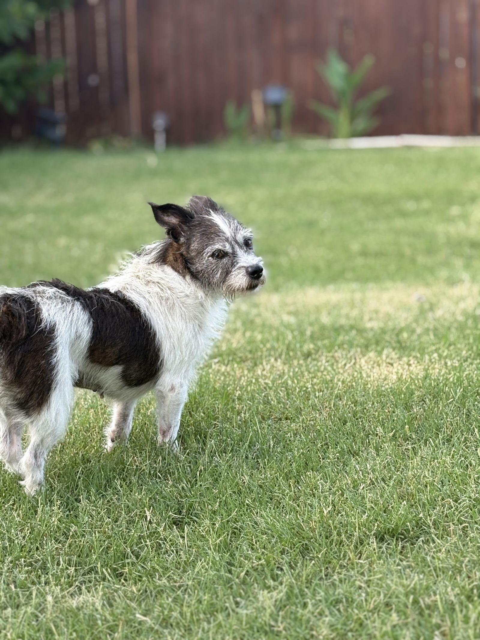 Enlarge Bailey, a Adopted Mixed Breed in Dallas, TX image 3/3