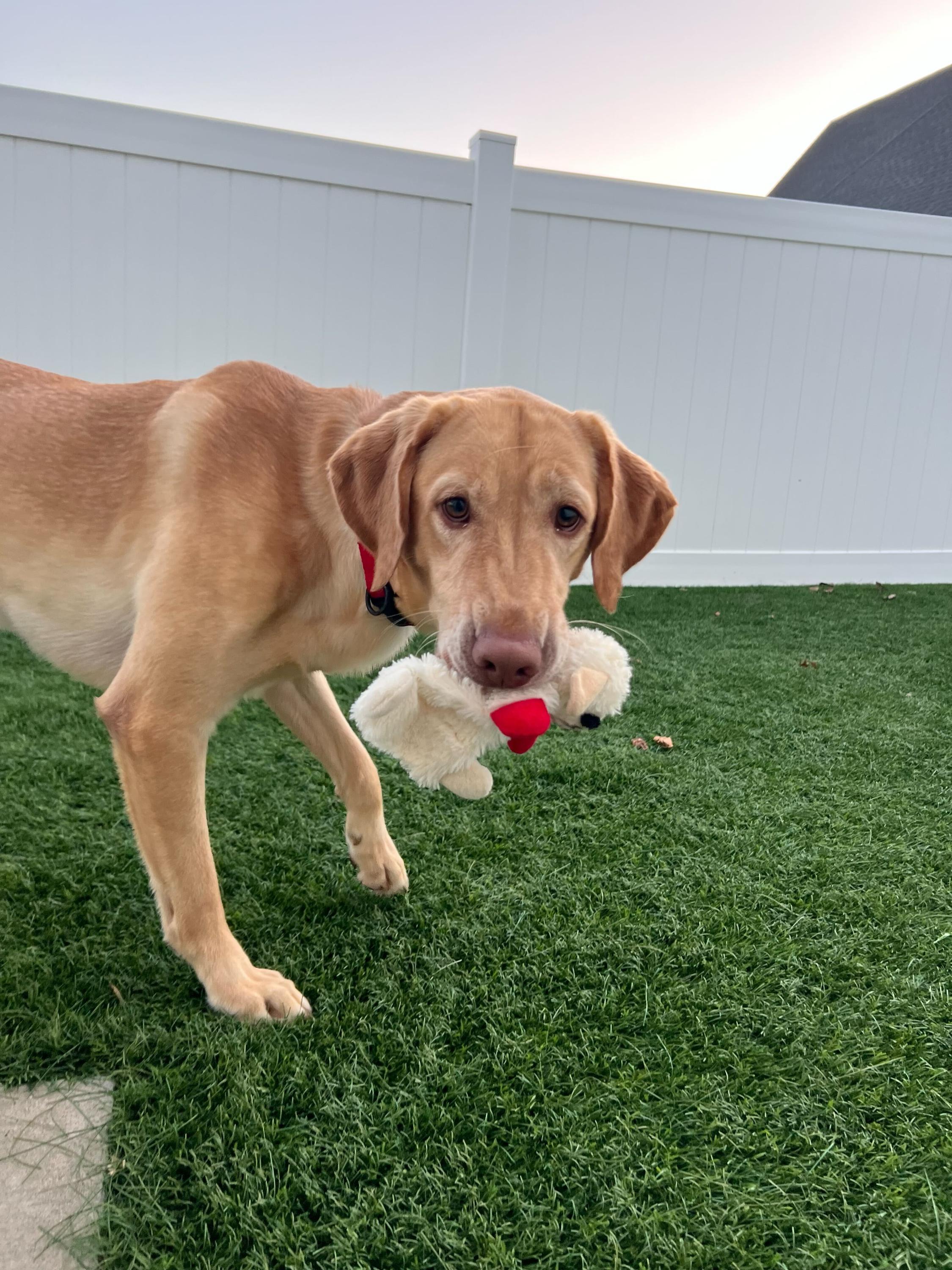 Pumpernickel , ADOPTABLE, Adult Male Yellow Labrador Retriever.