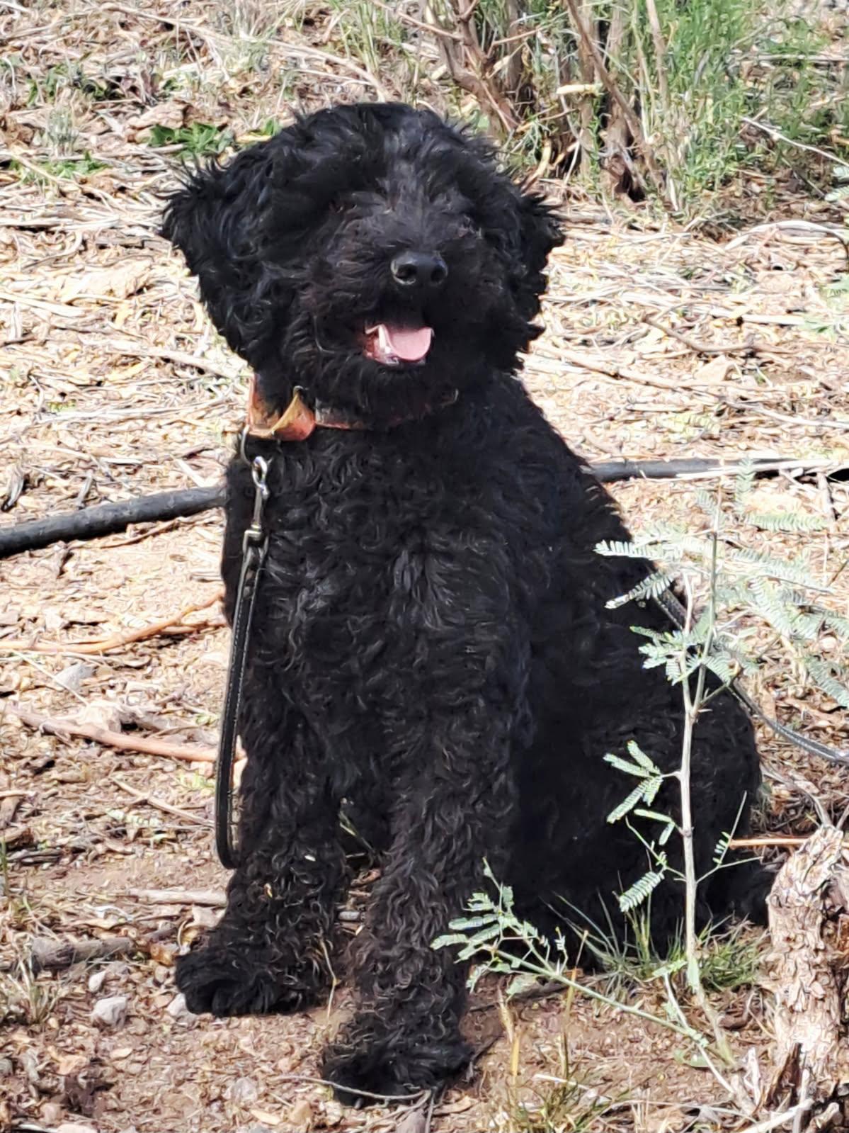 Bailey, Adoptable, Young Male Labradoodle.