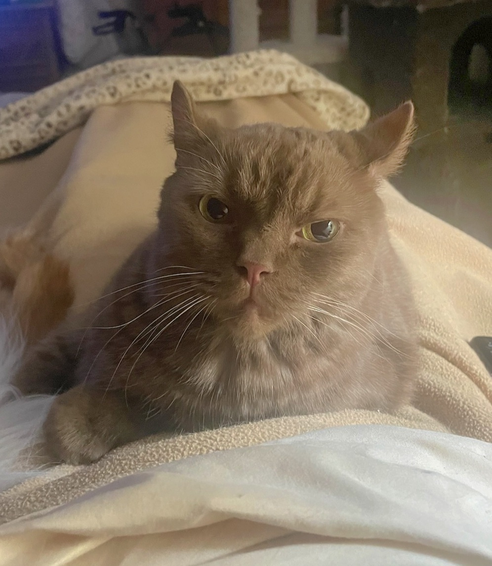 Simba, a Adopted British Shorthair in Whittier, CA image 1/2