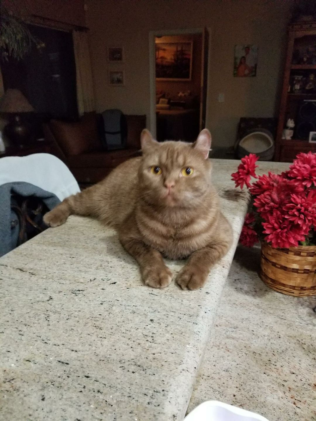 Simba, a Adopted British Shorthair in Whittier, CA image 2/2