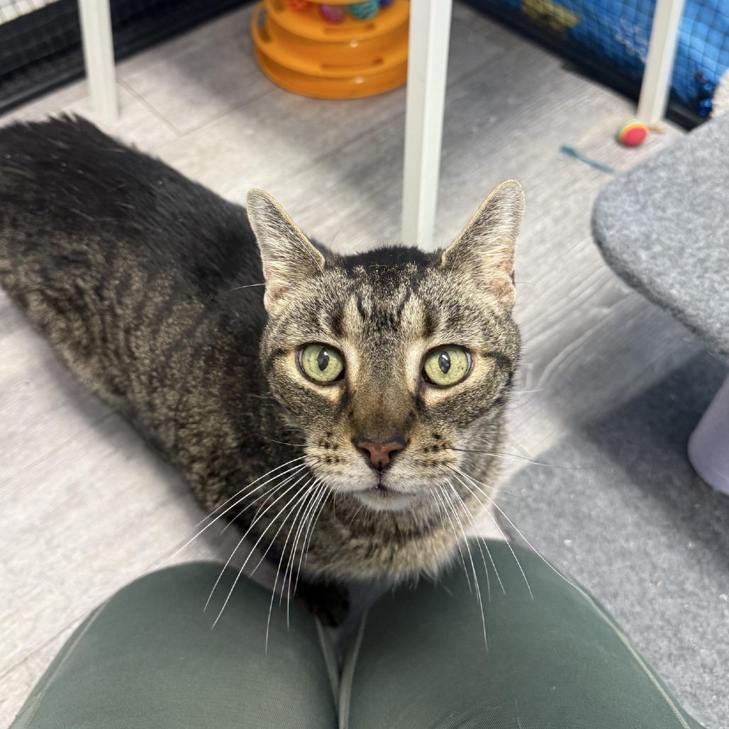 Enlarge Bowie, a Adoptable Domestic Short Hair in Ridgely, MD image 1/6