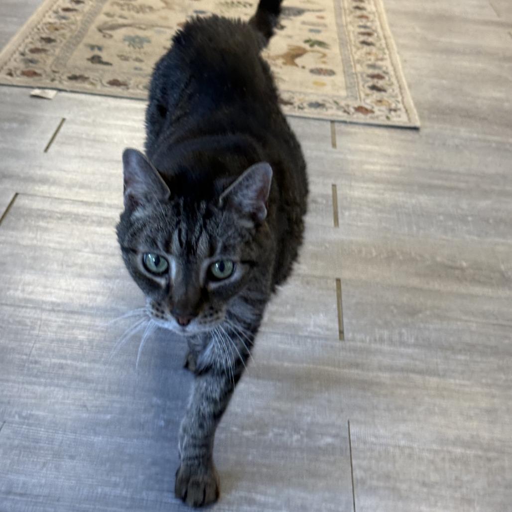 Enlarge Bowie, a Adoptable Domestic Short Hair in Ridgely, MD image 2/6