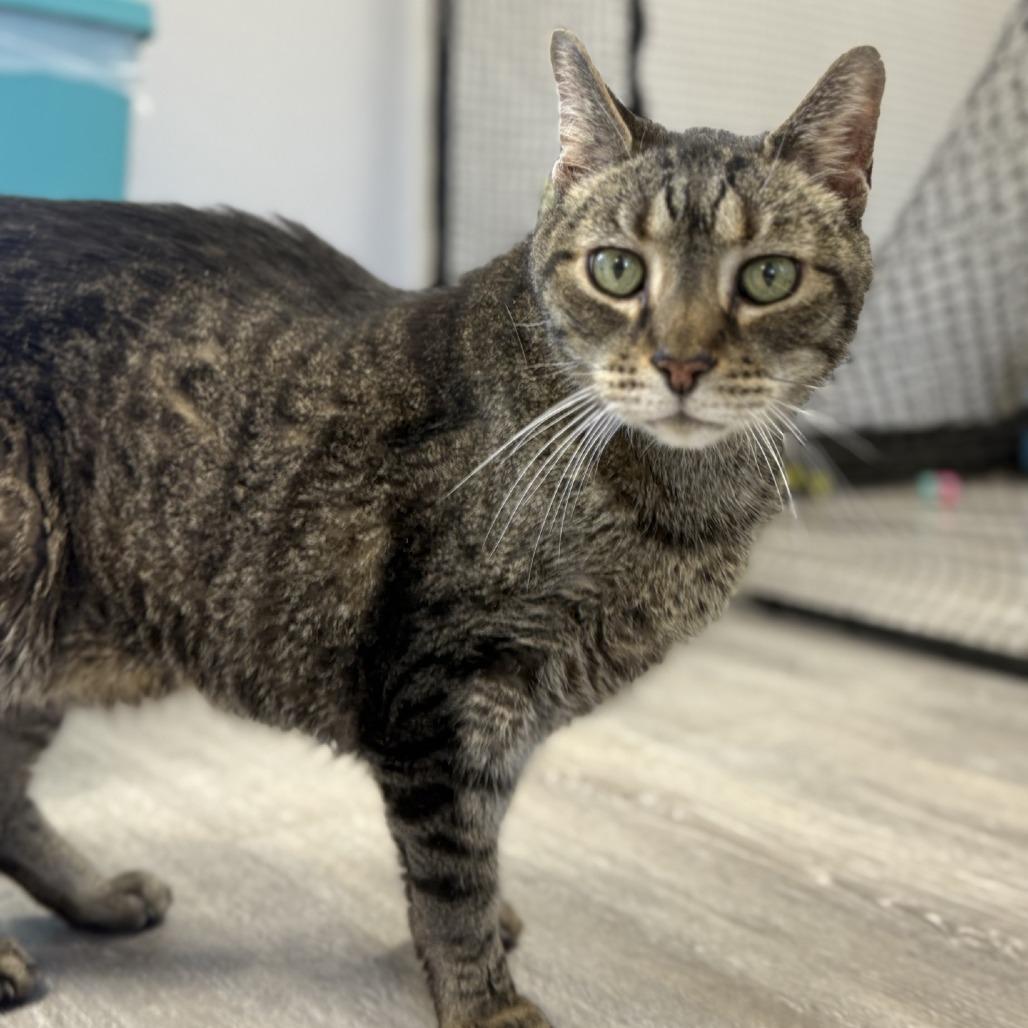 Enlarge Bowie, a Adoptable Domestic Short Hair in Ridgely, MD image 3/6