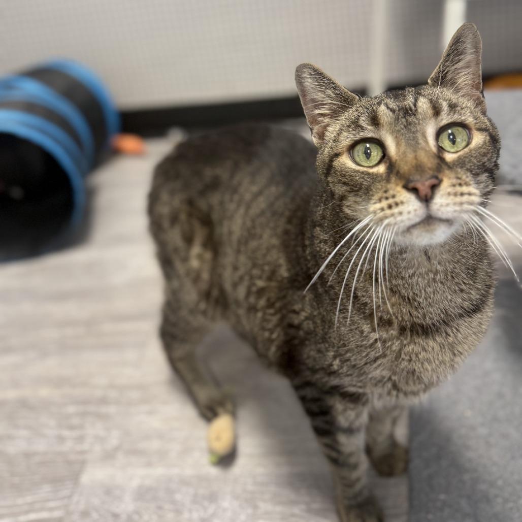 Enlarge Bowie, a Adoptable Domestic Short Hair in Ridgely, MD image 4/6