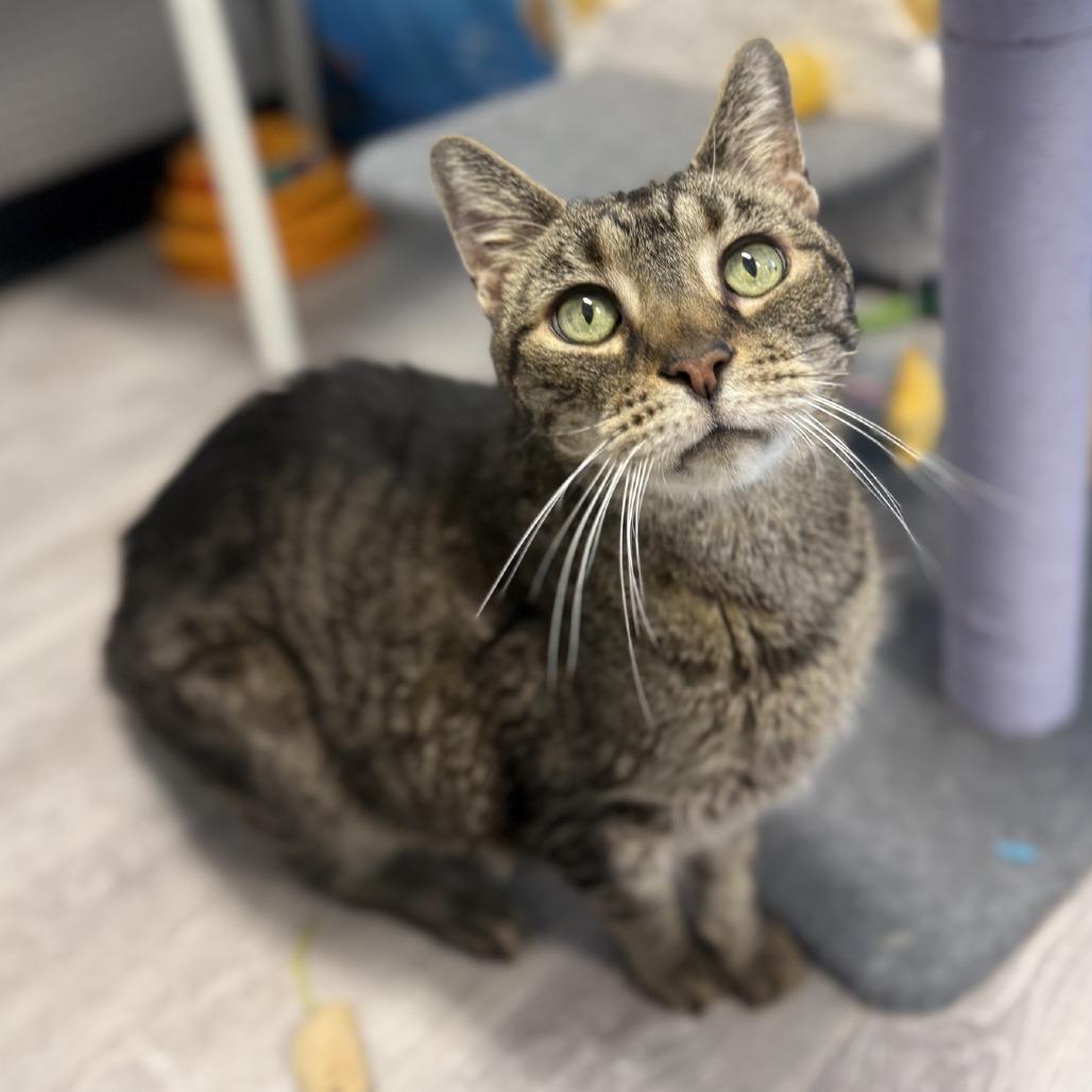 Enlarge Bowie, a Adoptable Domestic Short Hair in Ridgely, MD image 5/6