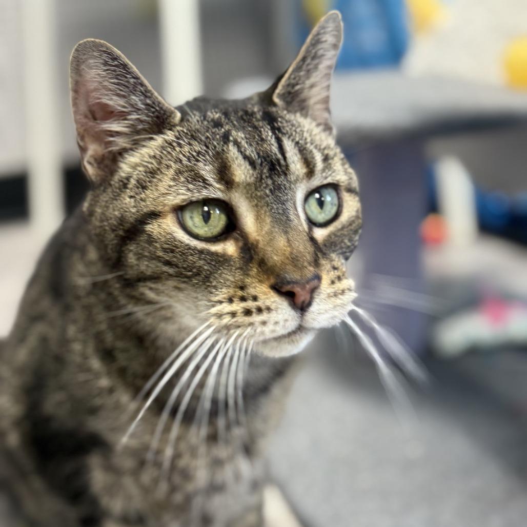 Enlarge Bowie, a Adoptable Domestic Short Hair in Ridgely, MD image 6/6