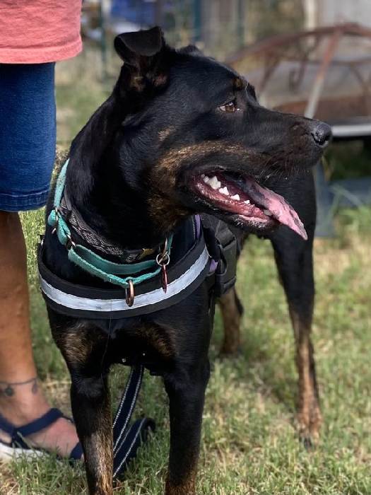 Robbie, a Adoptable mixed breed in Oracle, AZ image 3/6