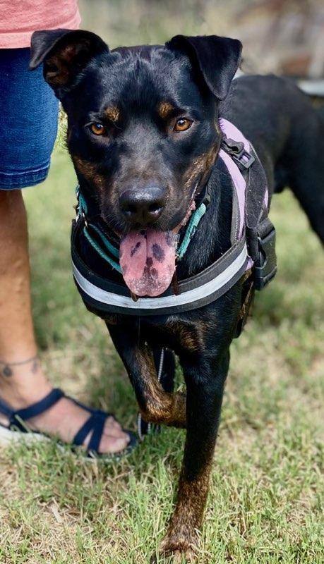 Robbie, a Adoptable mixed breed in Oracle, AZ image 4/6