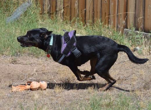 Robbie, a Adoptable mixed breed in Oracle, AZ image 5/6