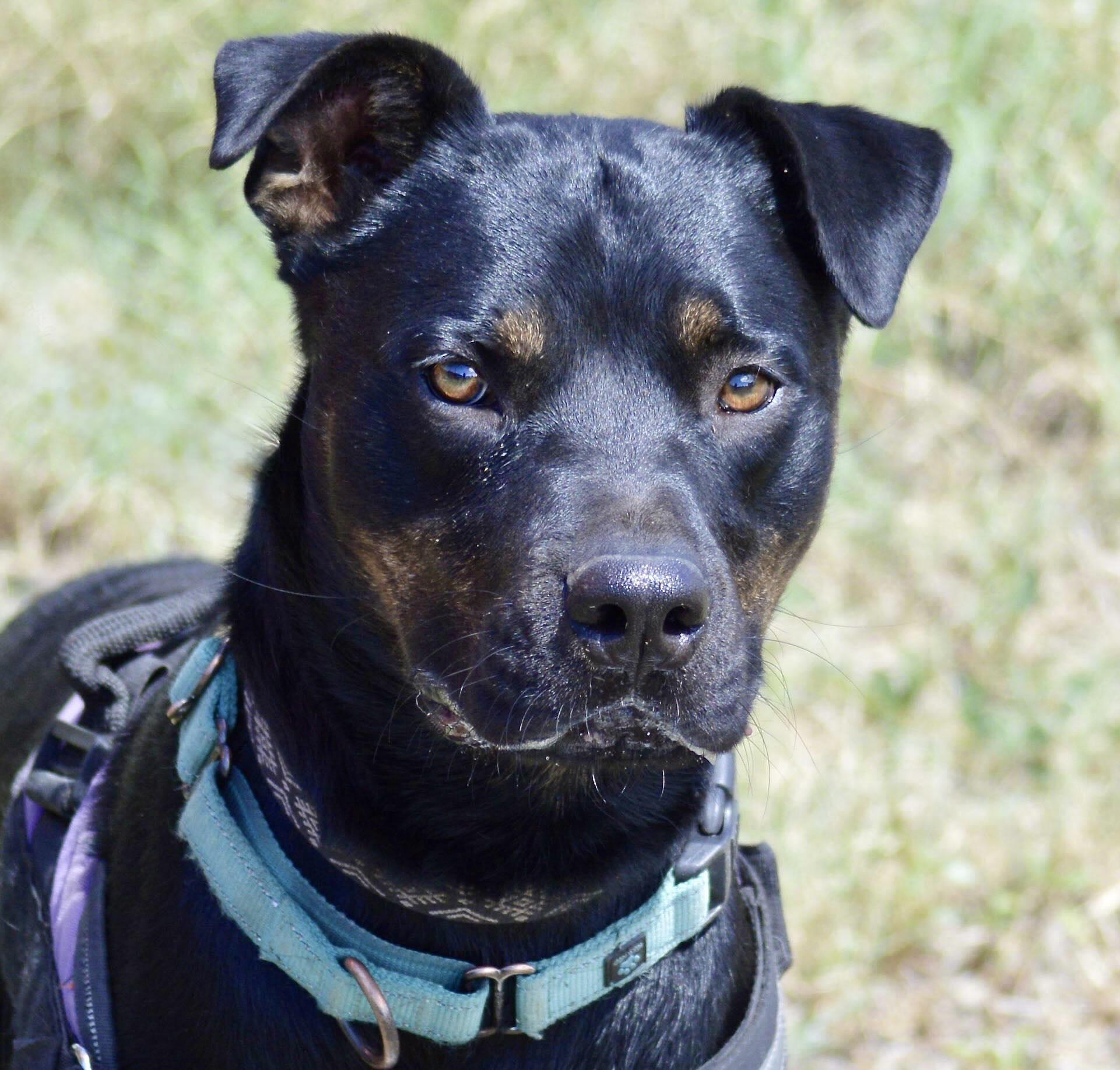 Robbie, Adoptable, Adult Male Rottweiler.