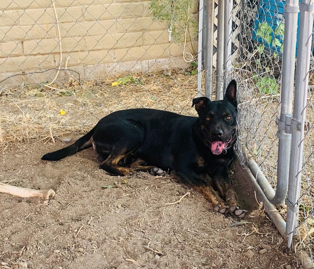 Robbie, a Adoptable mixed breed in Oracle, AZ image 6/6