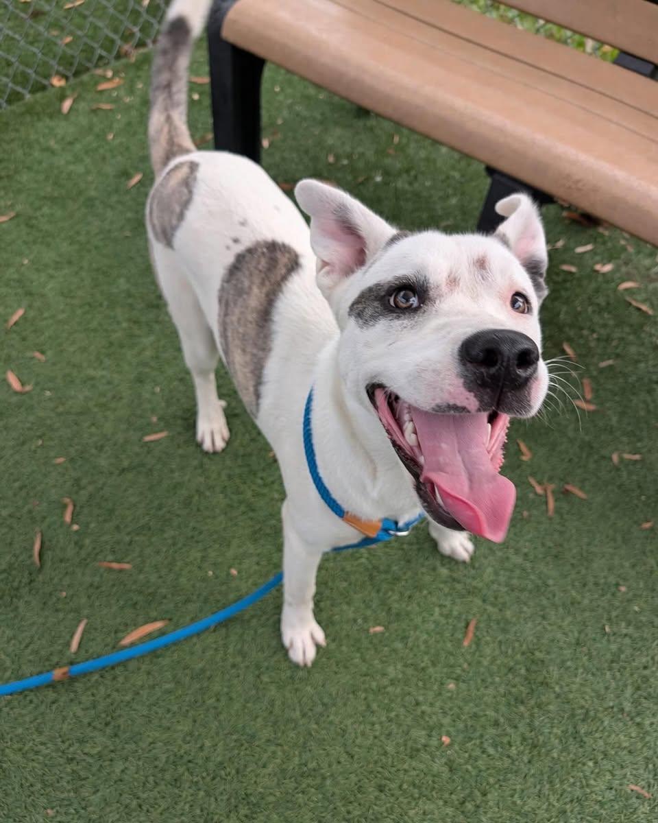 Noel, ADOPTABLE, Young Female Mixed Breed.