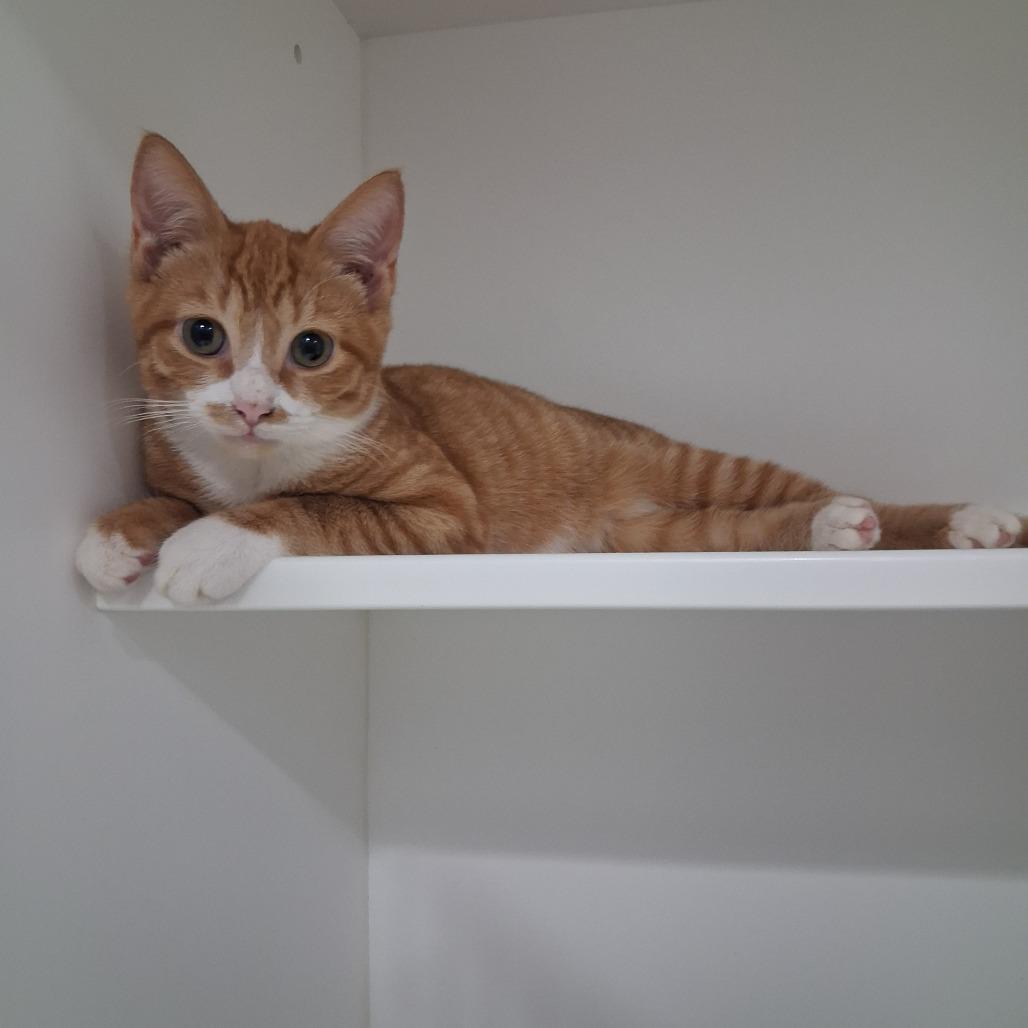 Meow-zart, Adoptable, Kitten Male Domestic Short Hair.