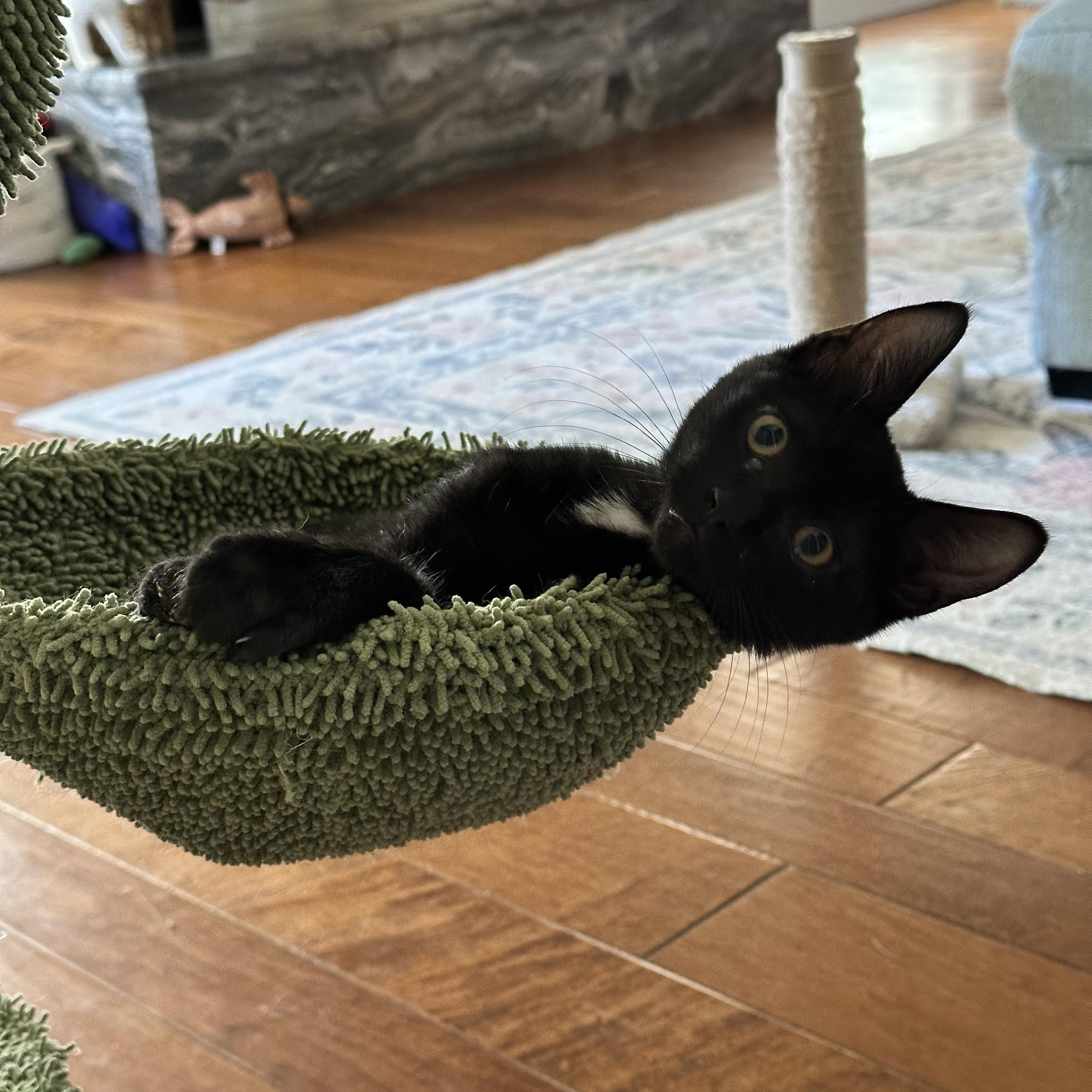 Enlarge Anakin, an adopted Domestic Short Hair in Visalia, CA image 2/4