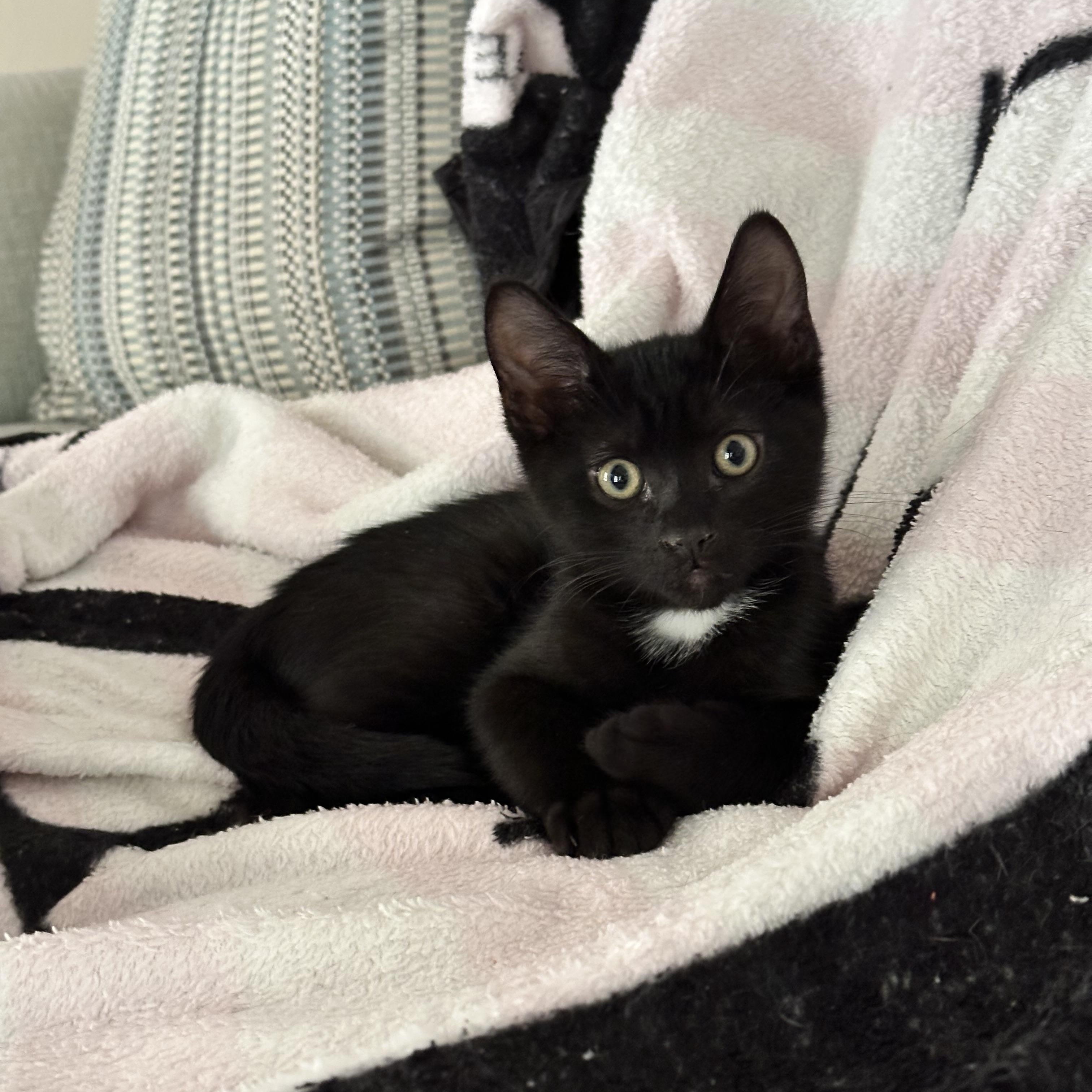 Enlarge Anakin, an adopted Domestic Short Hair in Visalia, CA image 3/4