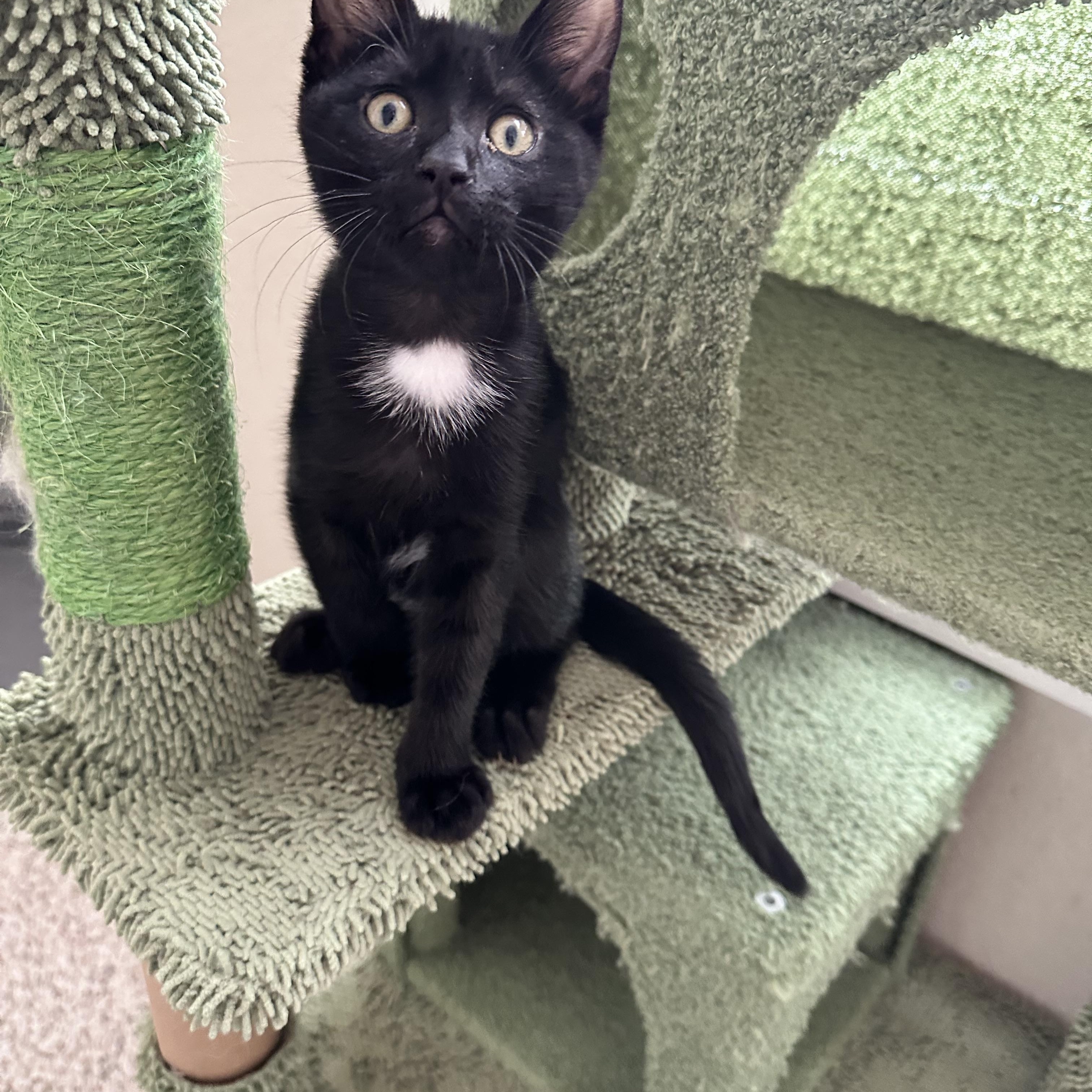 Anakin, adopted, Kitten Male Domestic Short Hair.